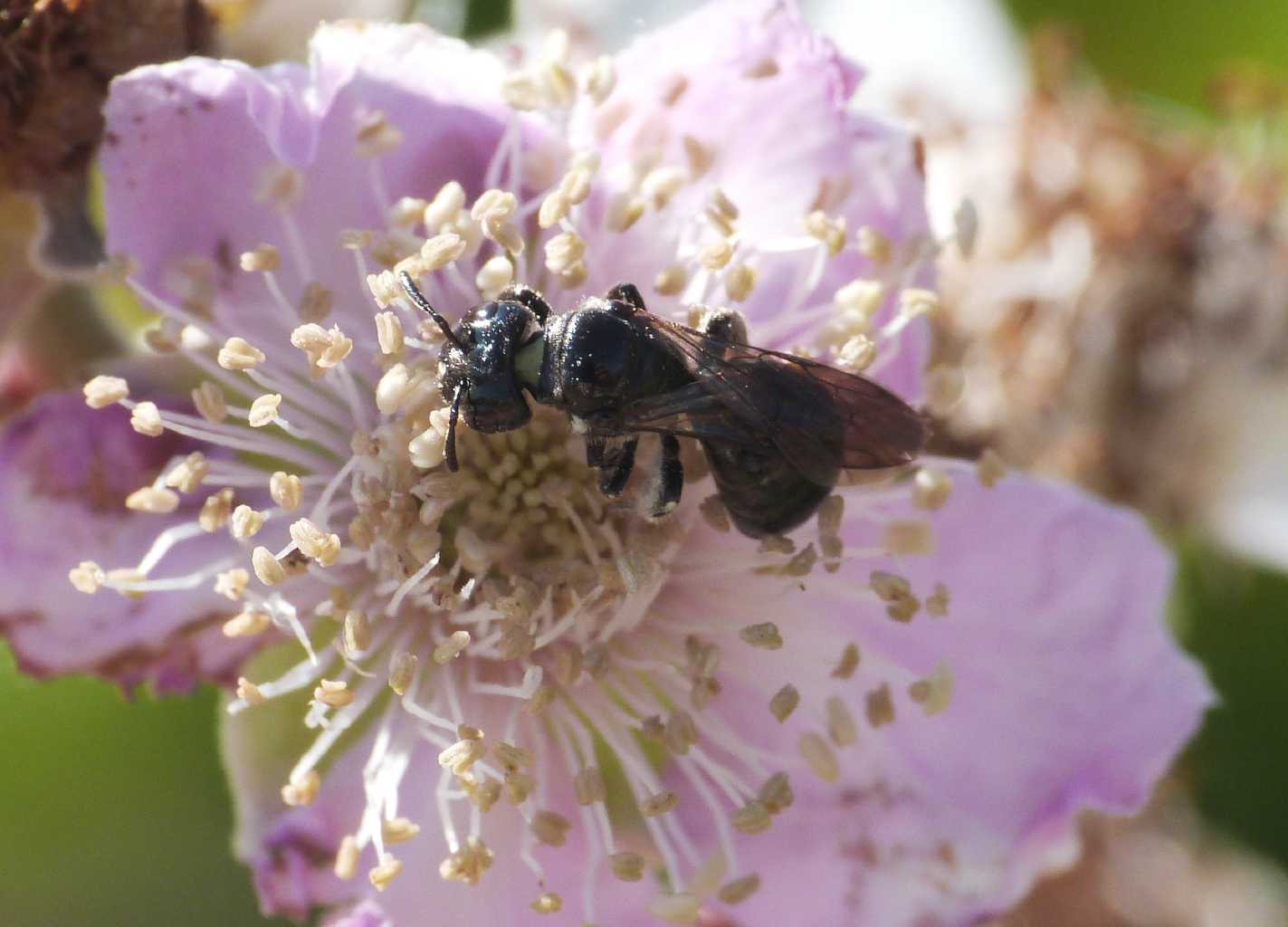 Apina nera su rovo: Femmina di Ceratina cucurbitina.